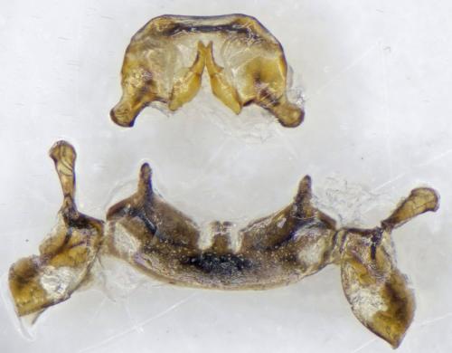 Bembidion coeruleum